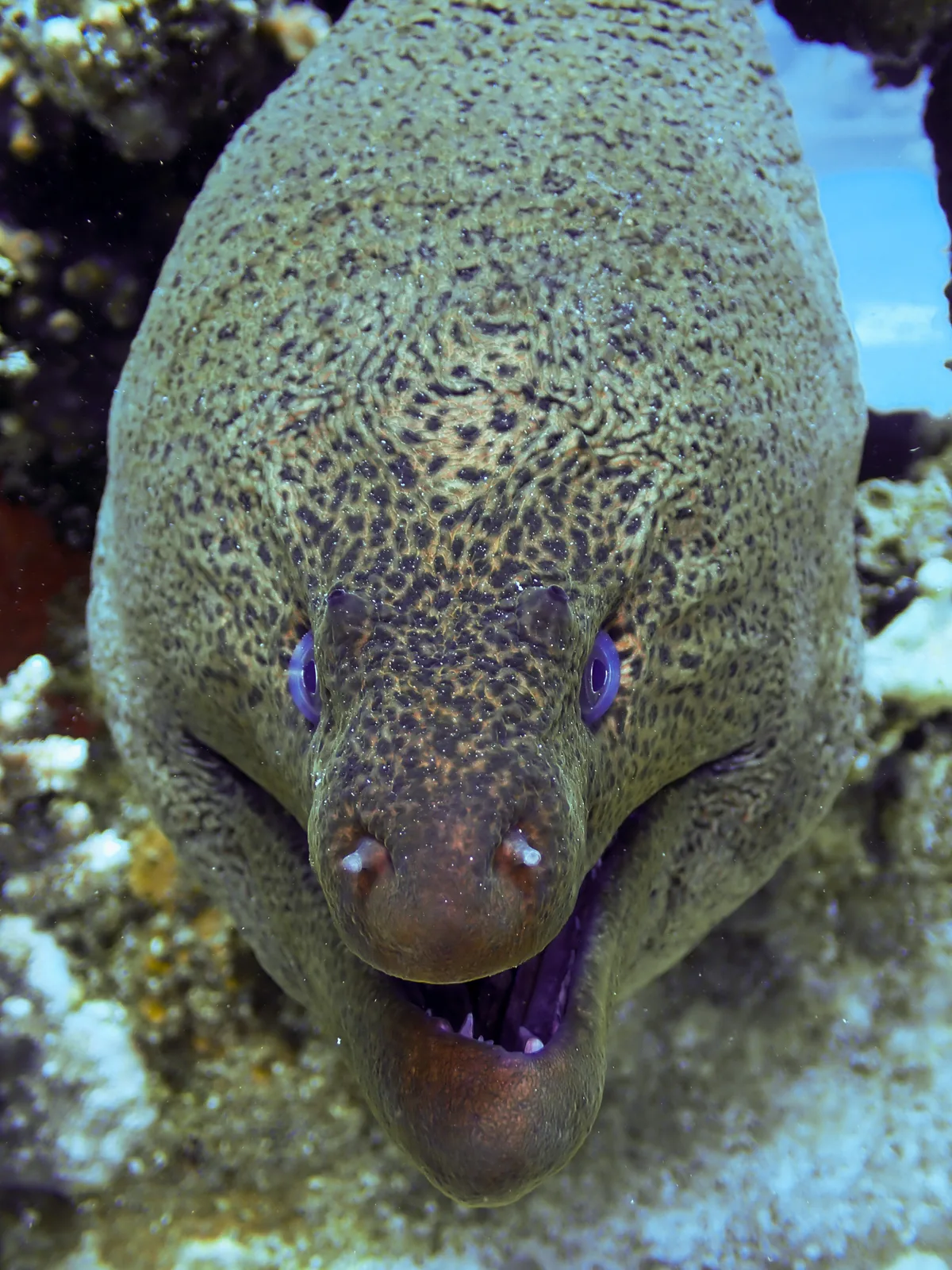 Giant Moray
