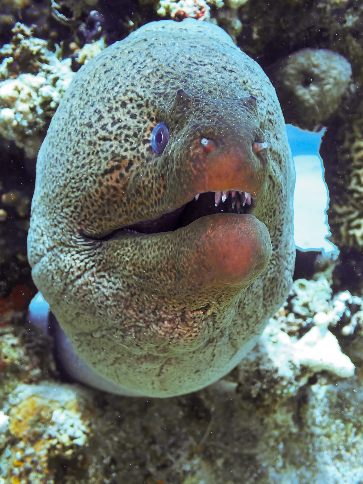Giant Moray