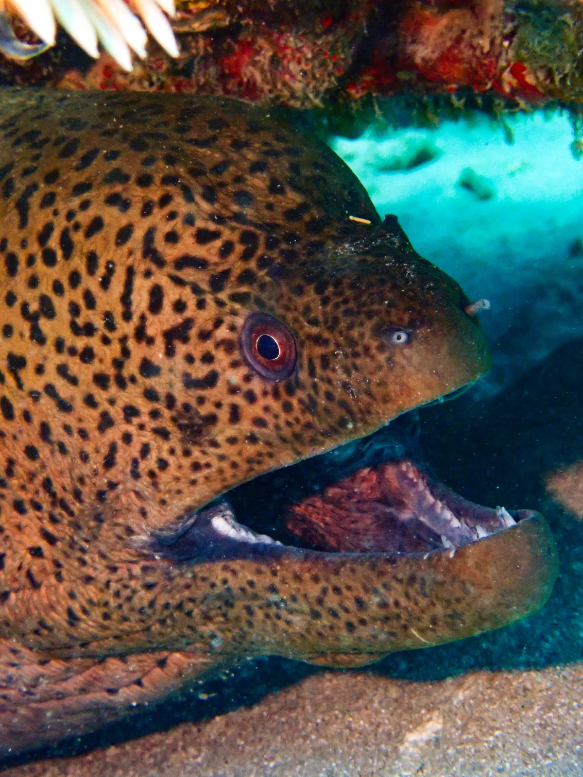 Giant Moray