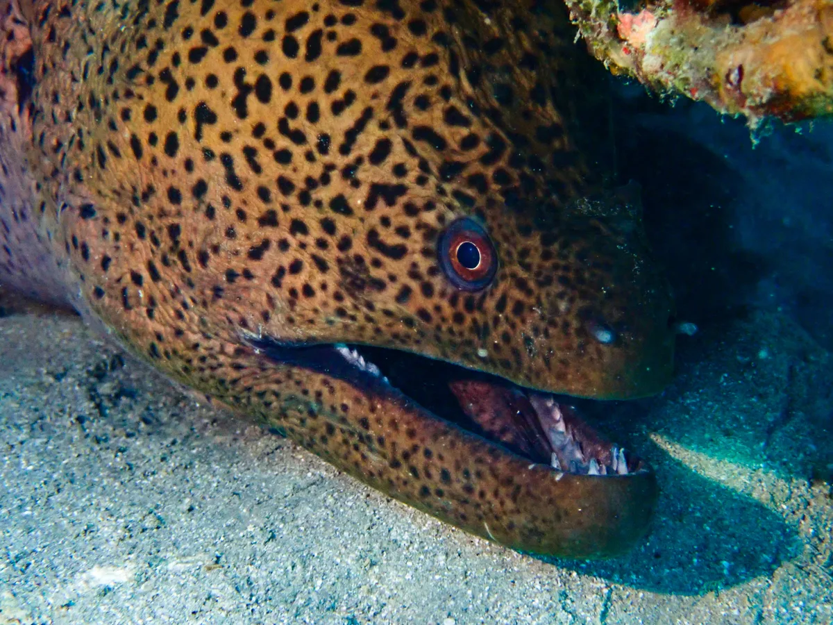 Giant Moray