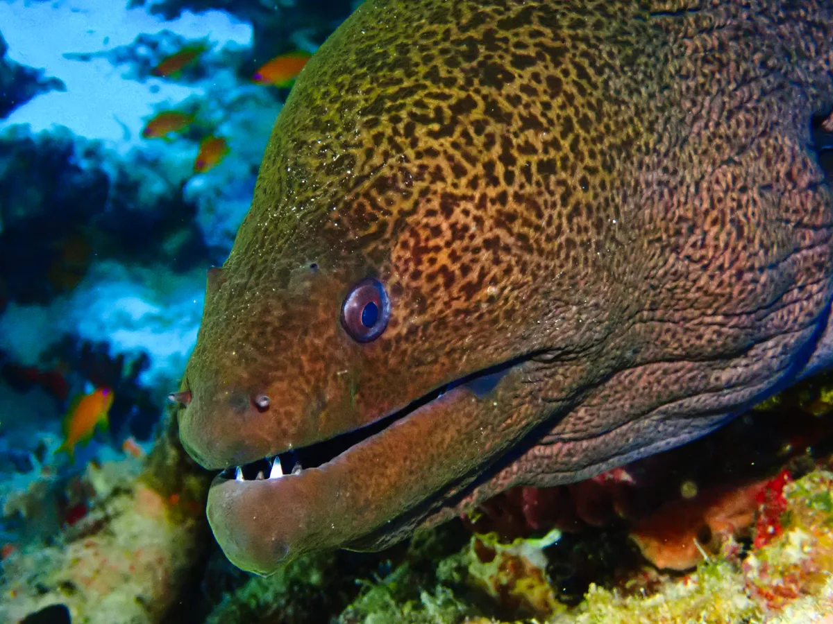 Giant Moray