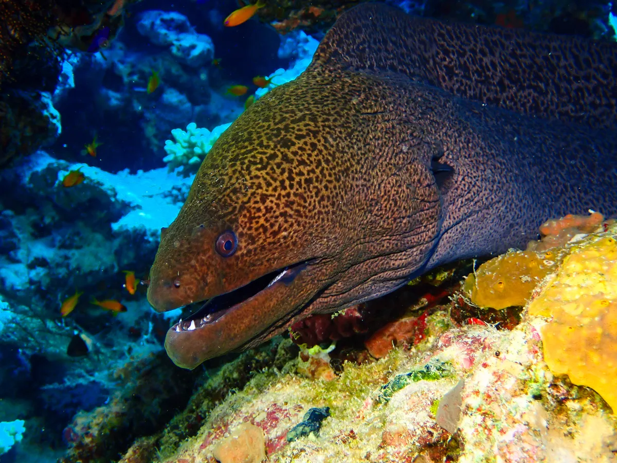 Giant Moray