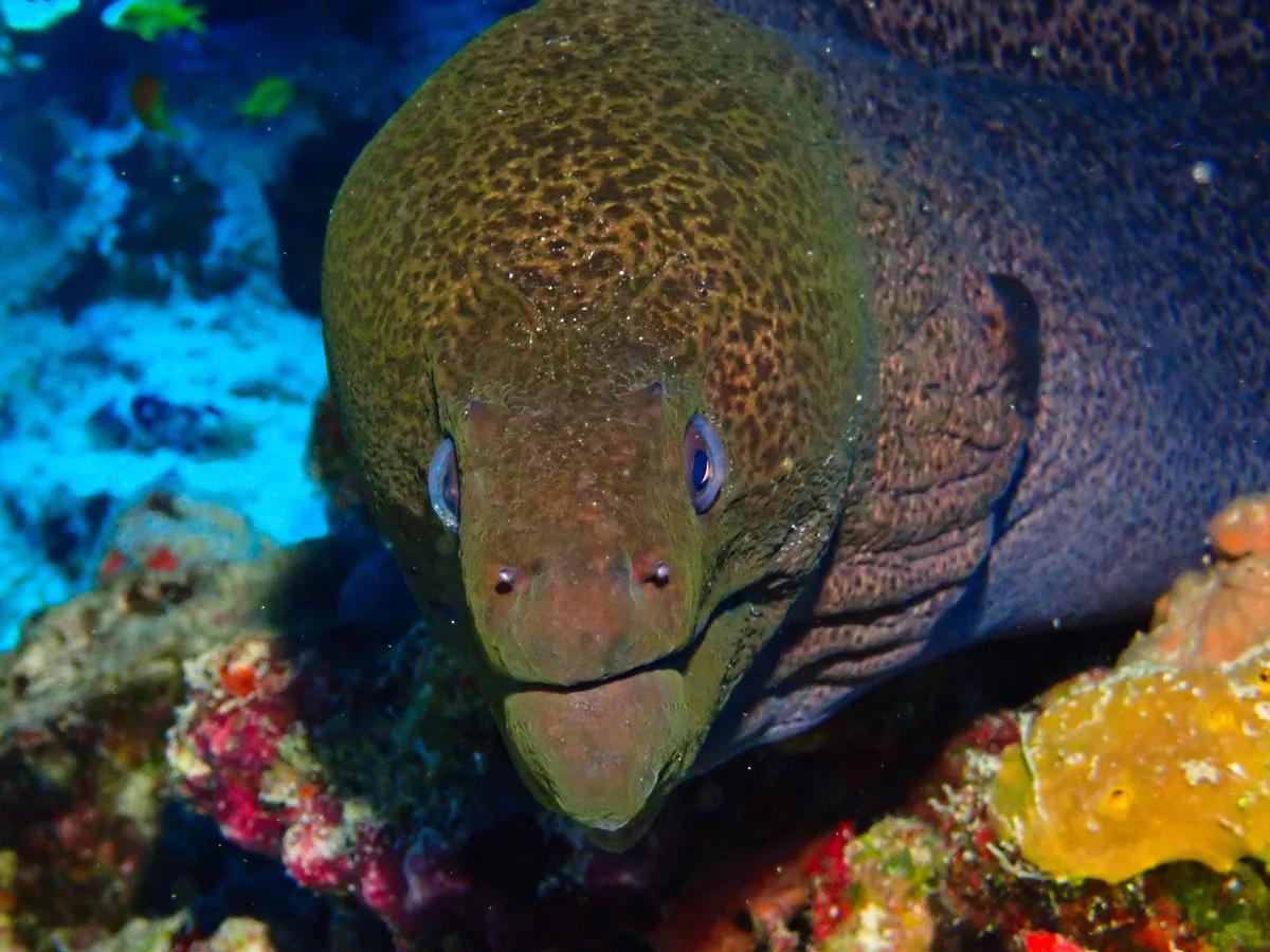 Giant Moray