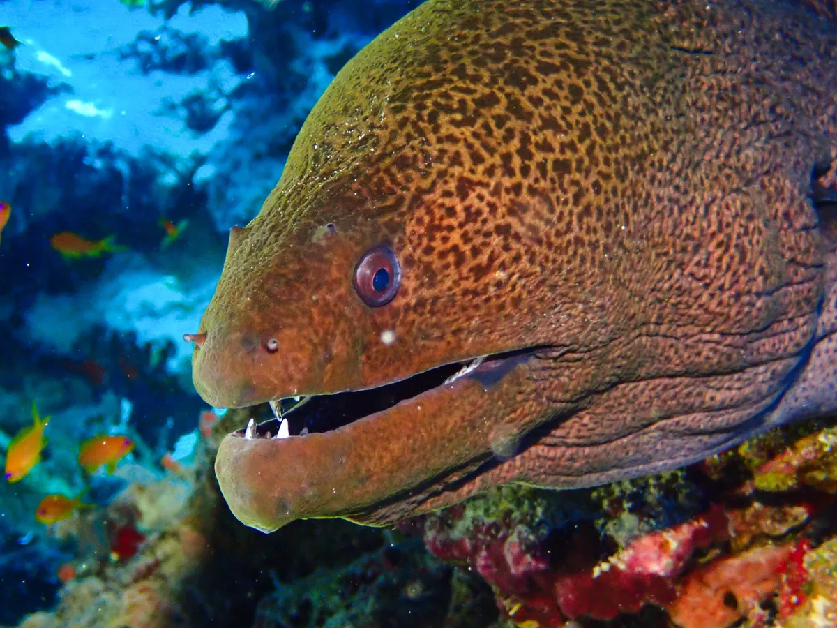 Giant Moray