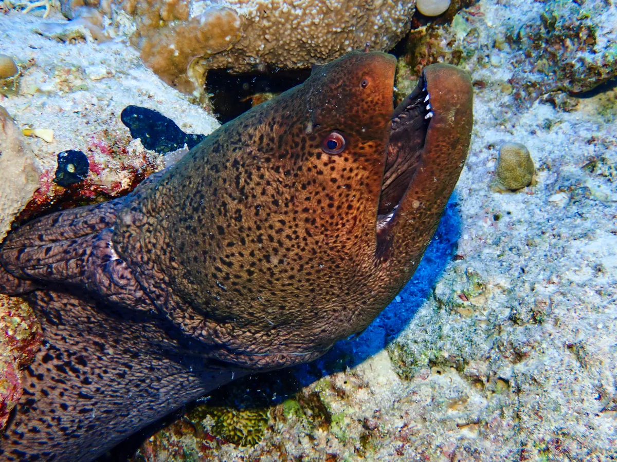 Giant Moray