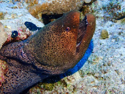 Giant Moray