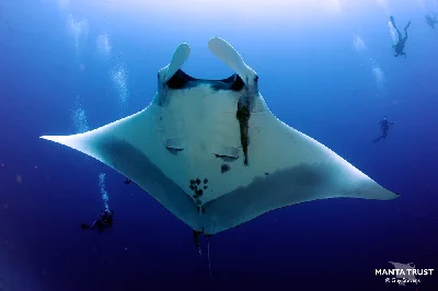 Giant Oceanic Manta Ray