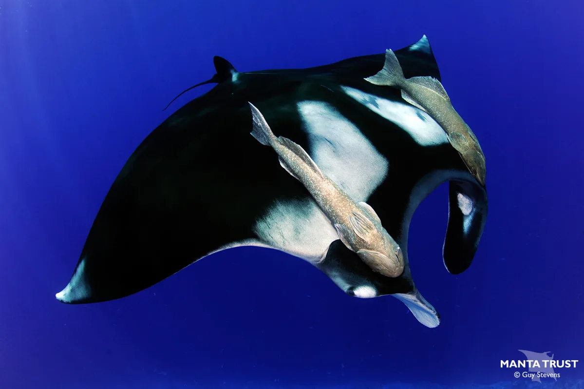 Giant Oceanic Manta Ray