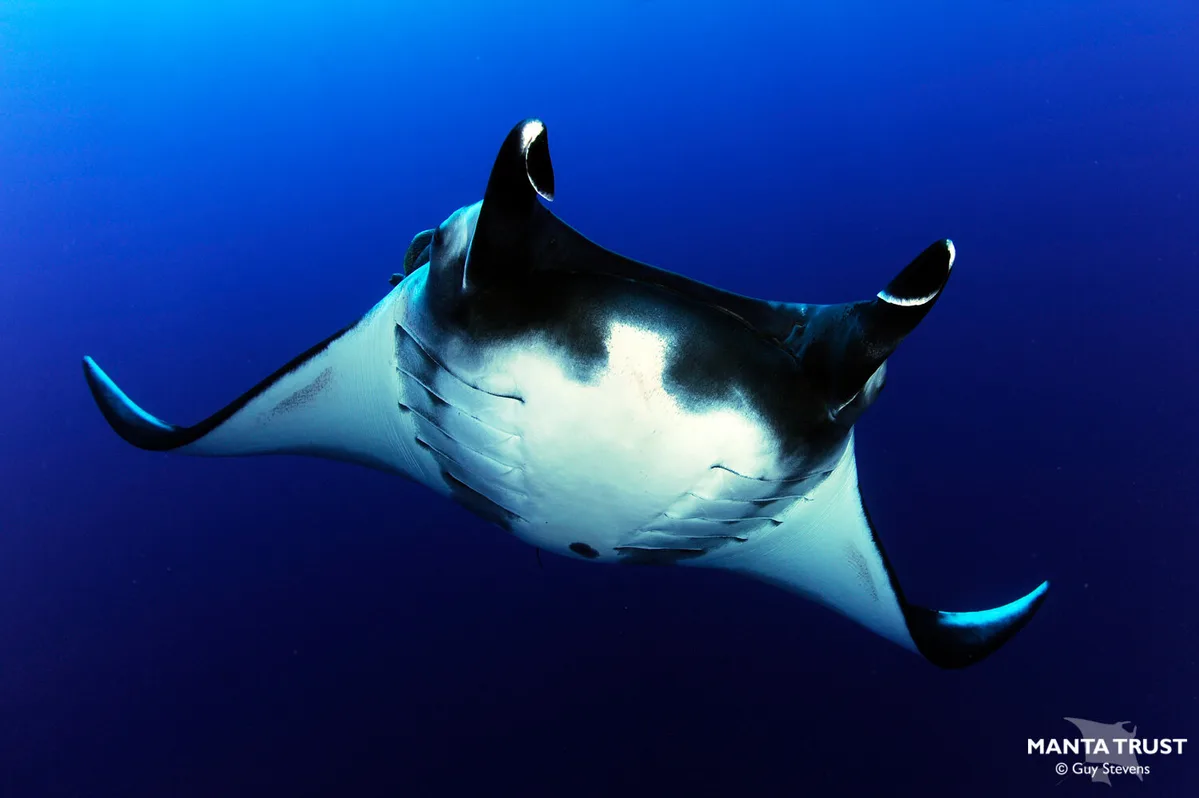 Giant Oceanic Manta Ray