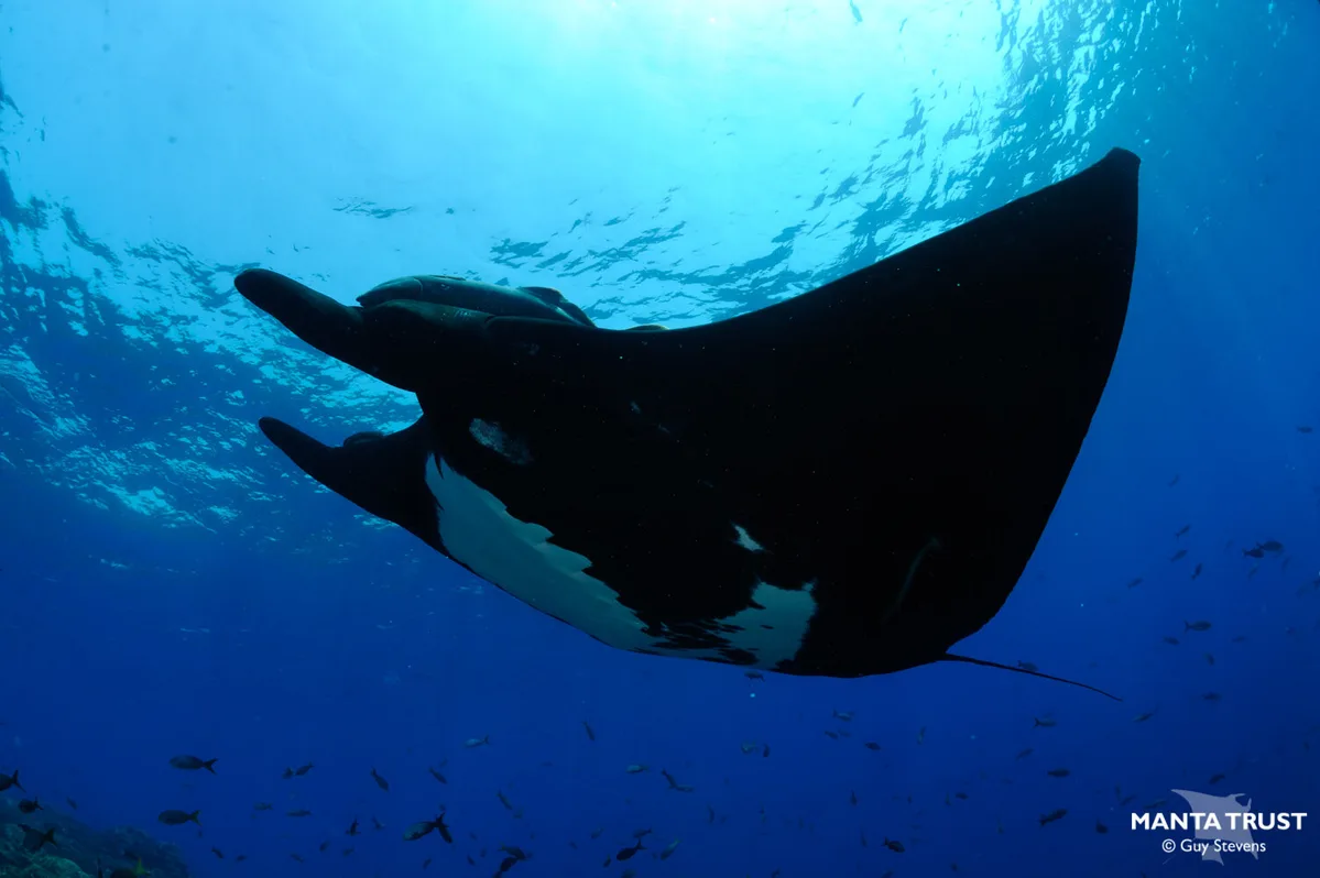 Giant Oceanic Manta Ray
