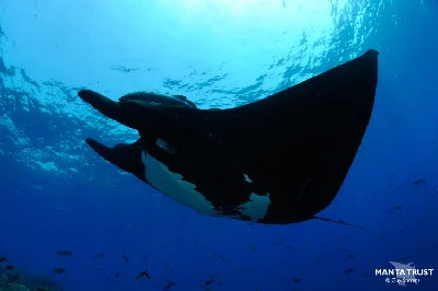 Giant Oceanic Manta Ray