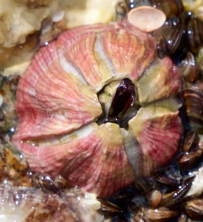 Megabalanus tintinnabulum - North Atlantic Ocean, FL, US