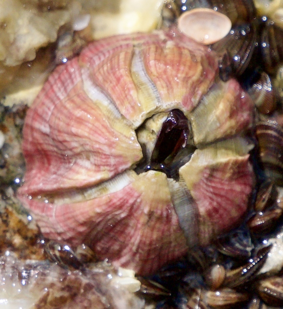 Megabalanus tintinnabulum - North Atlantic Ocean, FL, US