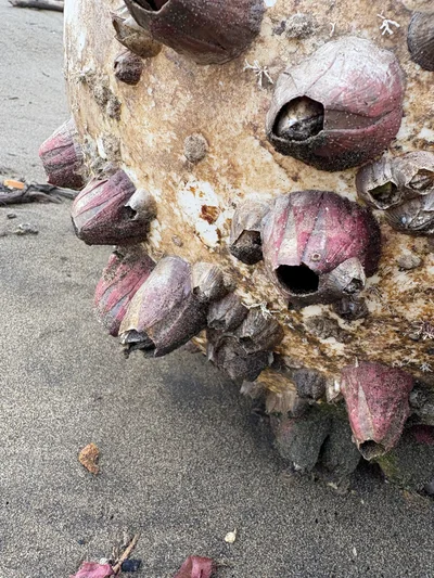 Megabalanus tintinnabulum - 臺灣島, 觀音區, 桃園市, TW