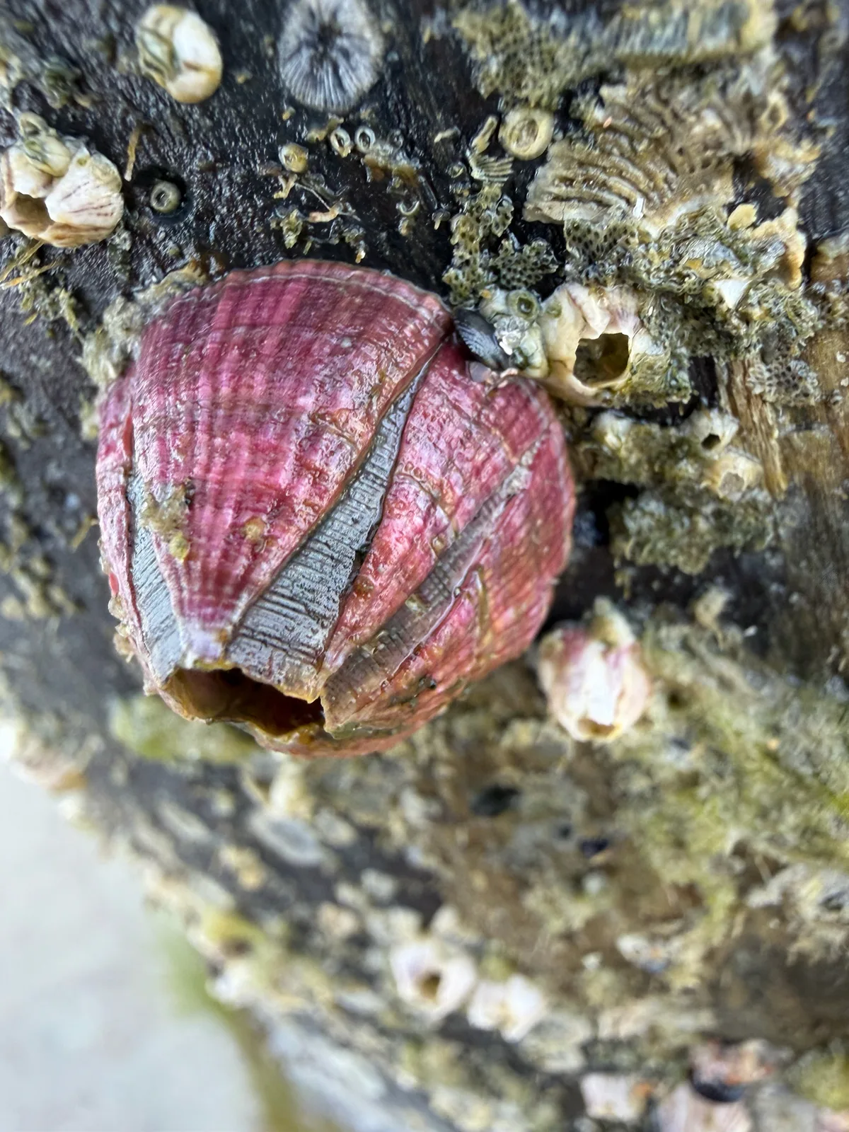 Megabalanus tintinnabulum - Breakers Ave, FL, US