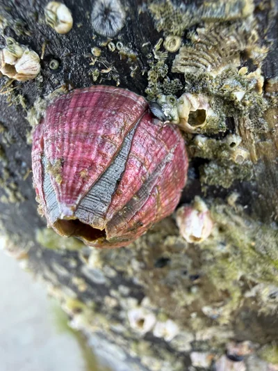 Megabalanus tintinnabulum - Breakers Ave, FL, US
