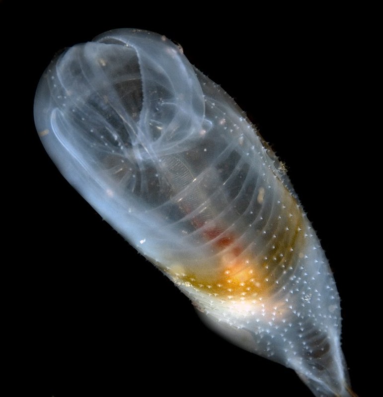 Thetys vagina