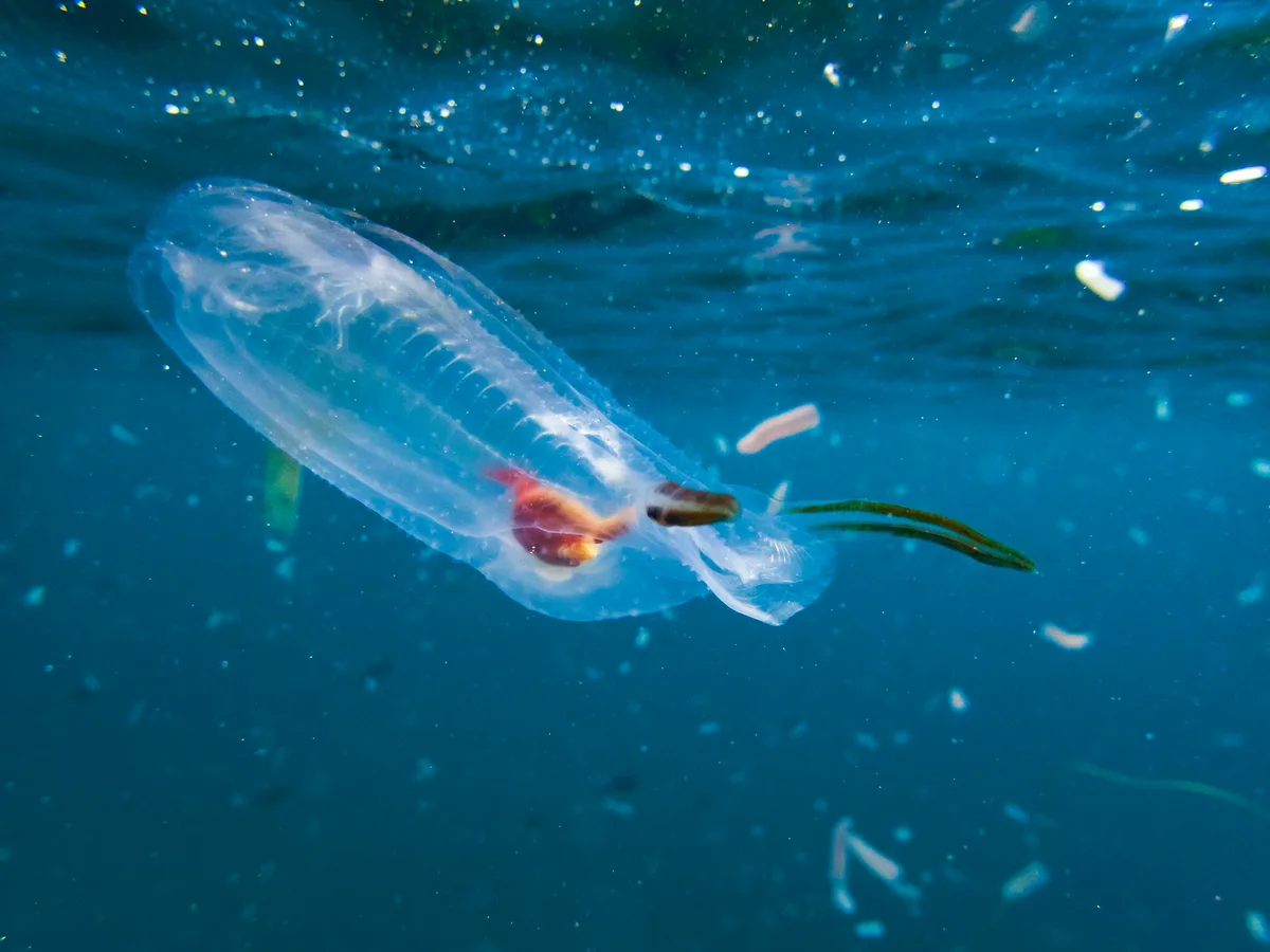 Salp (Thetys vagina)