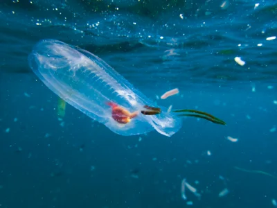 Salp (Thetys vagina)
