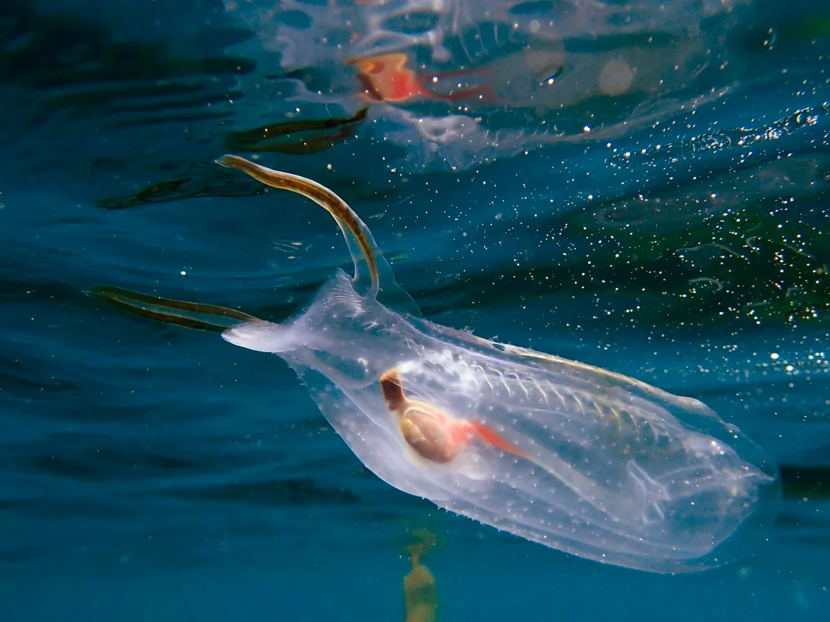 Salp (Thetys vagina)
