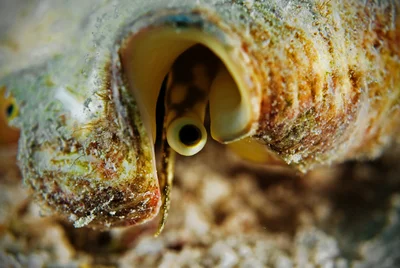 One eyed monster (Lambis truncata)