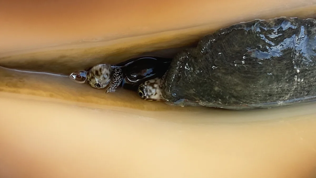 Augen der Meeresschnecke Lambis truncata, Moorea