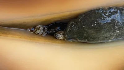 Augen der Meeresschnecke Lambis truncata, Moorea