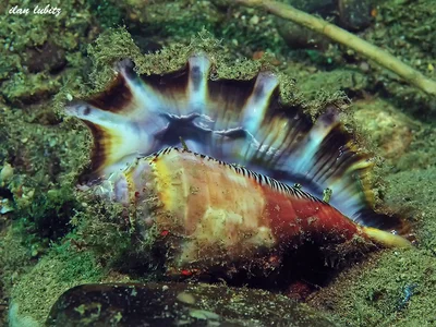 Lambis truncata) Marine snail  Architectonica