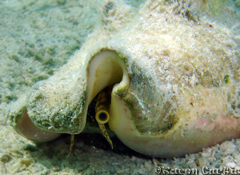 Seba's Spider Conch