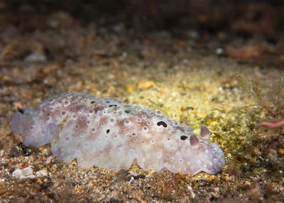 Dendrodoris albopurpura