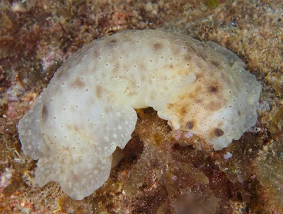 Dendrodoris albopurpura - Esperance, AU-WA, AU