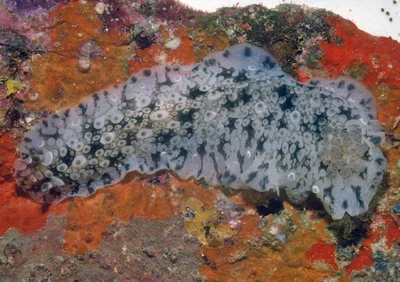 Dendrodoris albopurpura - Madang District, Madang Province, Papua New Guinea