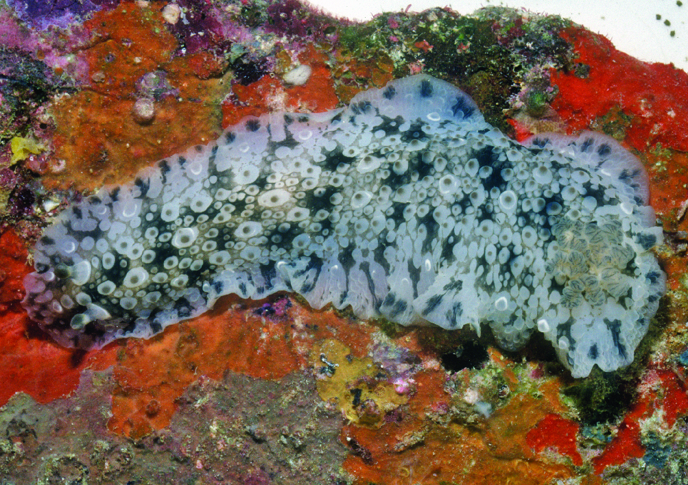 Dendrodoris albopurpura - Madang District, Madang Province, Papua New Guinea