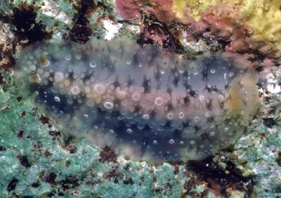 Dendrodoris albopurpura - Madang District, Madang Province, Papua New Guinea