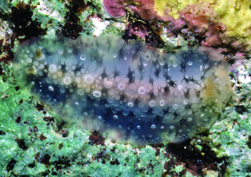 Dendrodoris albopurpura - Madang District, Madang Province, Papua New Guinea