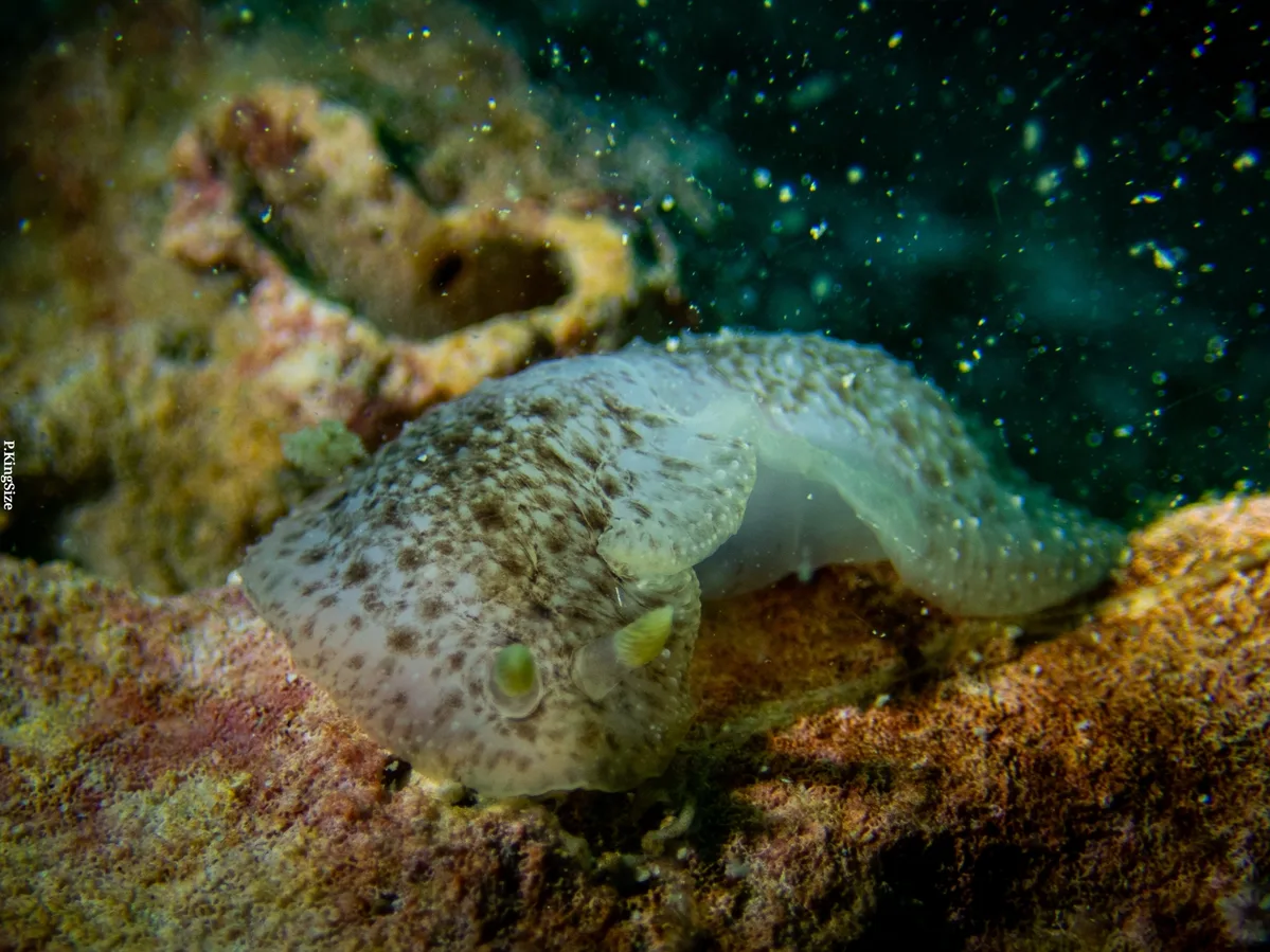 Dendrodoris albopurpura - ประเทศไทย