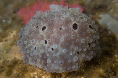 Dendrodoris albopurpura - O'Sullivan Beach SA 5166, Australia