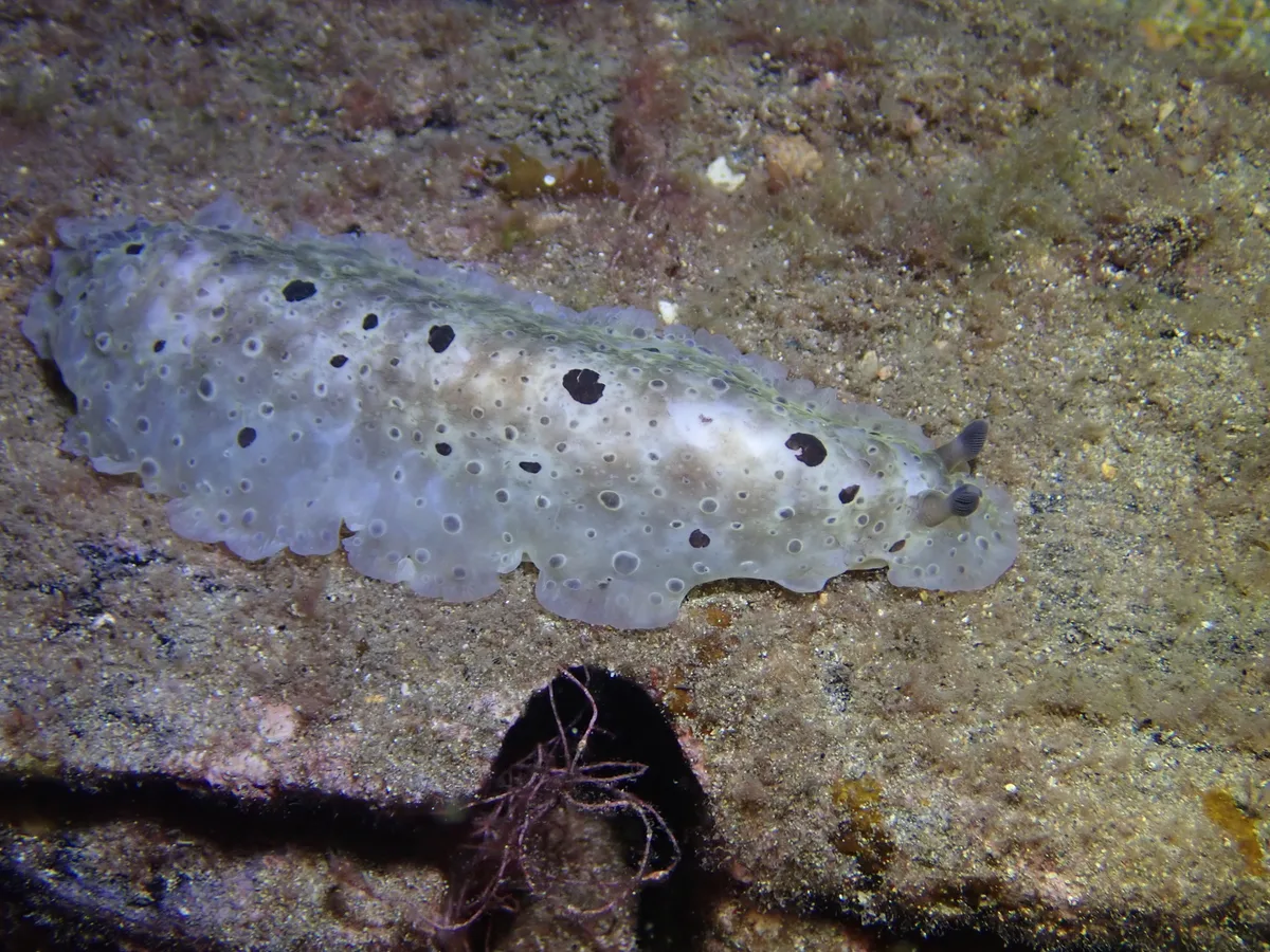 Dendrodoris albopurpura - Edithburgh Jetty