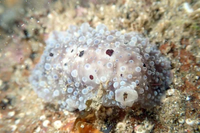 Dendrodoris albopurpura - Onkaparinga - North Coast, South Australia, Australia