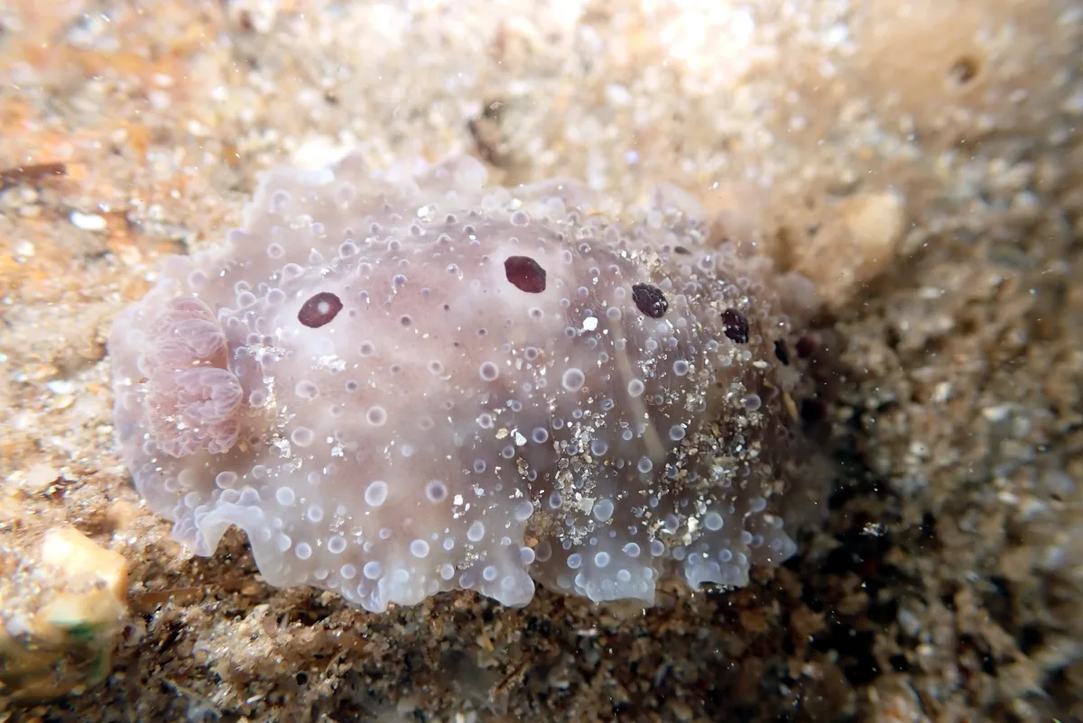 Dendrodoris albopurpura - Aldinga Reef, Onkaparinga - South Coast, South Australia, Australia