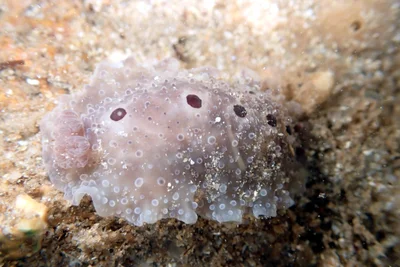 Dendrodoris albopurpura - Aldinga Reef, Onkaparinga - South Coast, South Australia, Australia