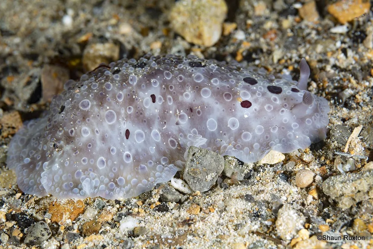 Dendrodoris albopurpura - Yorke Peninsula - South, AU-SA, AU