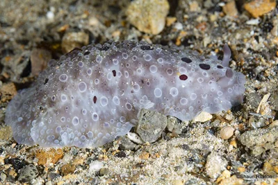 Dendrodoris albopurpura - Yorke Peninsula - South, AU-SA, AU