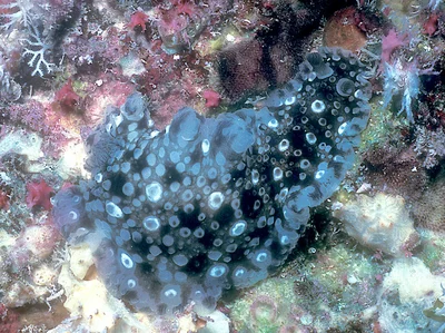Dendrodoris albopurpura - Kwajalein Atoll, RMI, Kwadak Island lagoon reef