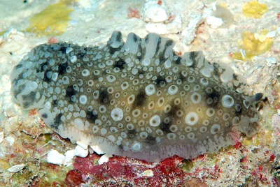 Dendrodoris albopurpura - Kwajalein Atoll, RMI, Eniwetak double pinnacle