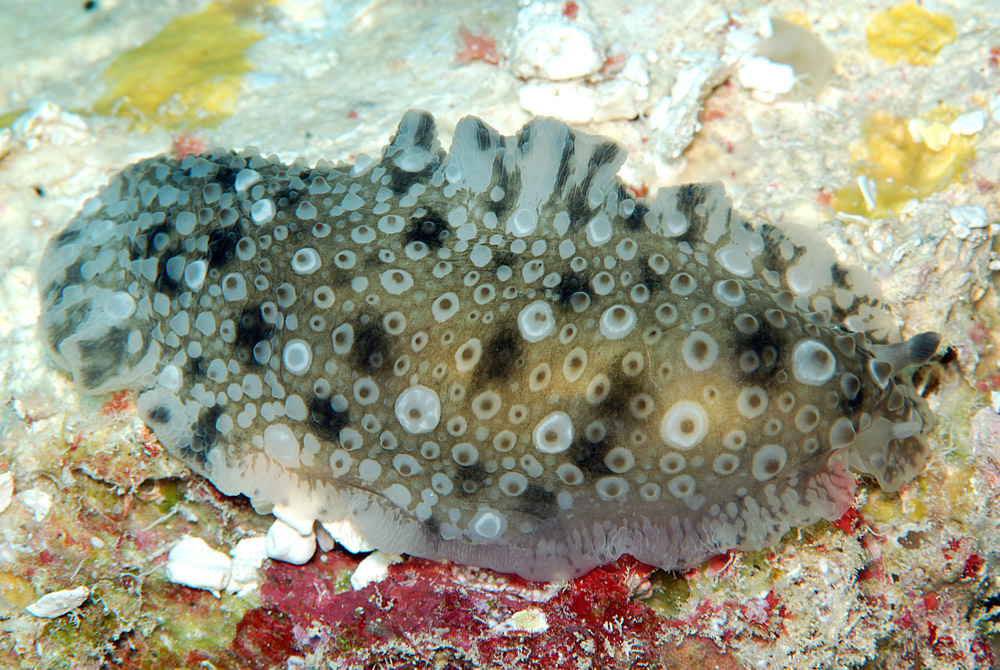 Dendrodoris albopurpura - Kwajalein Atoll, RMI, Eniwetak double pinnacle
