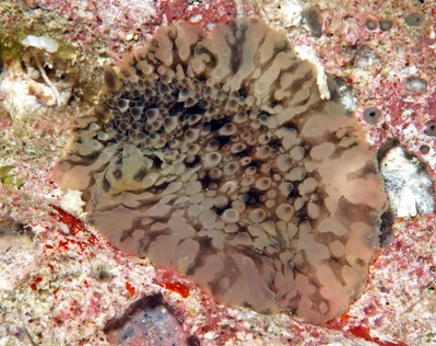 Dendrodoris albopurpura - Kwajalein Atoll, RMI, Ninni Island seaward reef