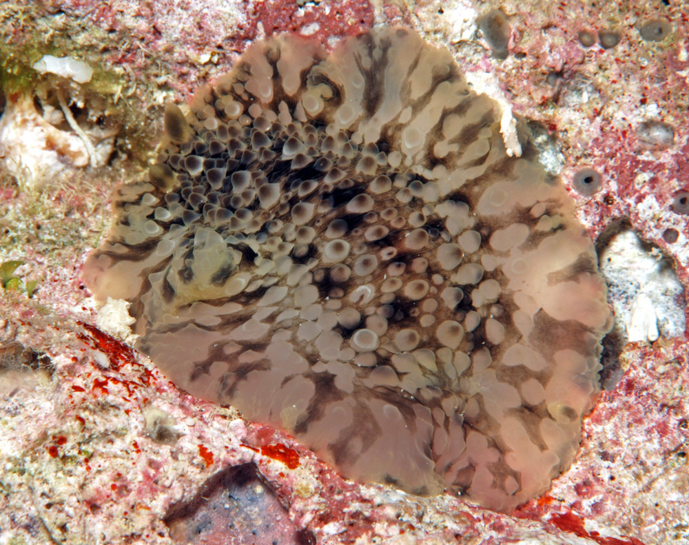 Dendrodoris albopurpura - Kwajalein Atoll, RMI, Ninni Island seaward reef