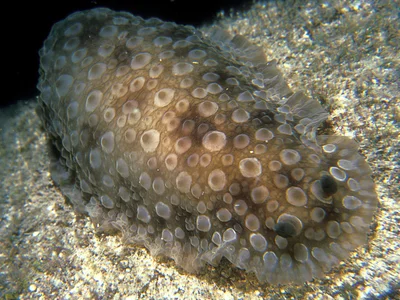 Dendrodoris albopurpura - near Makua Beach, Oahu, HI, USA