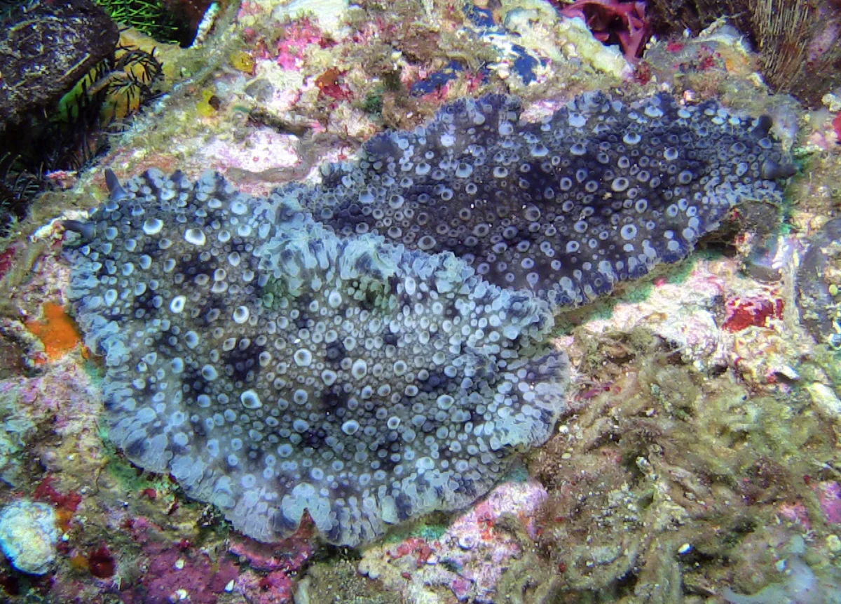 Dendrodoris albopurpura - Tingloy, Batangas, Philippines